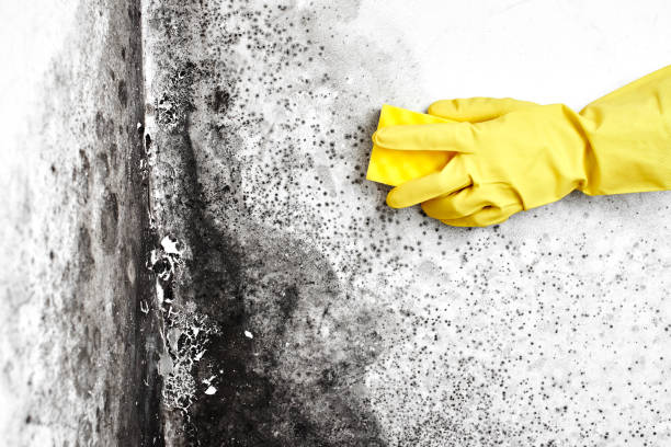 Best Mold Testing  in Gardner, KS