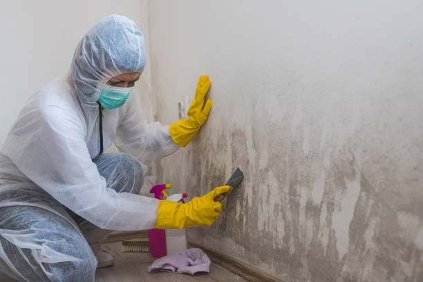 Attic Mold Removal in Gardner, KS