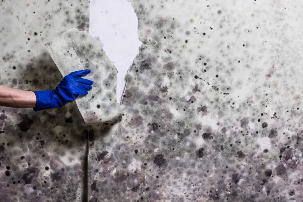 Best Toxic Mold Removal  in Gardner, KS