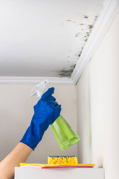 Best Emergency Mold Removal  in Gardner, KS
