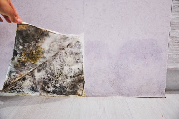 Best Mold Damage Repair  in Gardner, KS